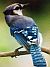 Blue jay